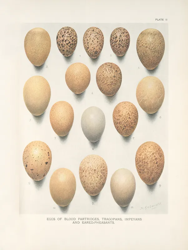 Eggs of Blood Partridges, Tragopans, Impeyans and Eared -Pheasants. (1918-1922) by Henrik Gronvold